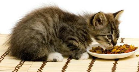 сухой корм брит для кошек