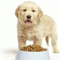 как кормить щенят