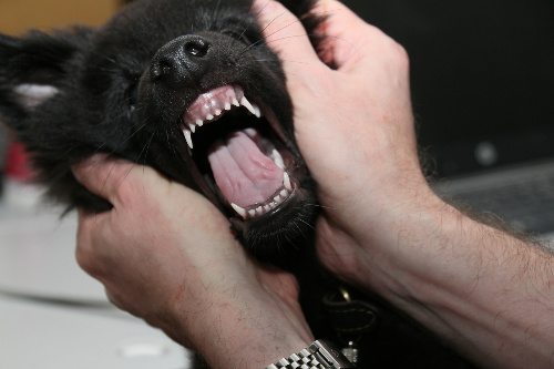 зубы у щенка