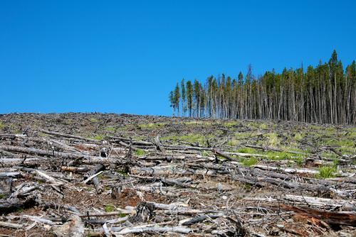вырубка леса экологическая проблема