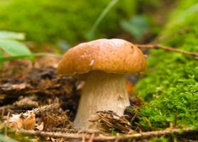 какие грибы съедобные для человека