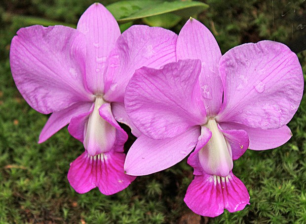 Орхидея пелорик: фото, разновидности и уход в домашних условиях