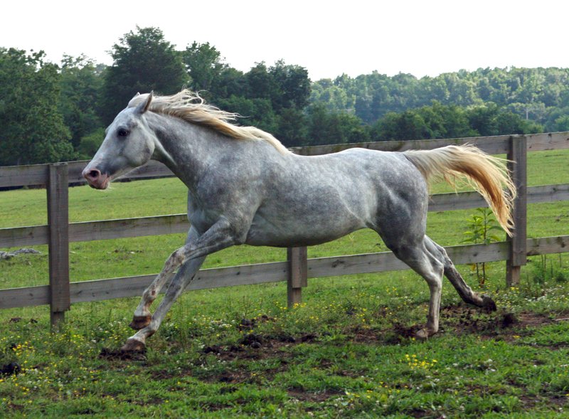 Лошадь серой масти (сивая)