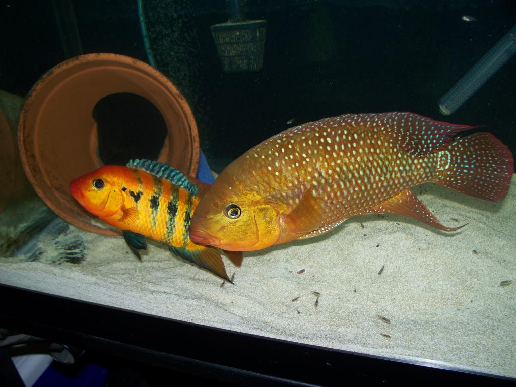 Самец и самка оранжевой цихлазомы