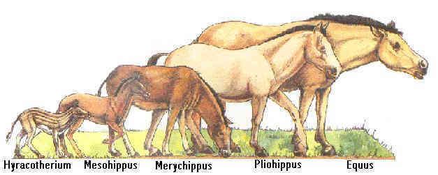 филогенетический ряд лошади 