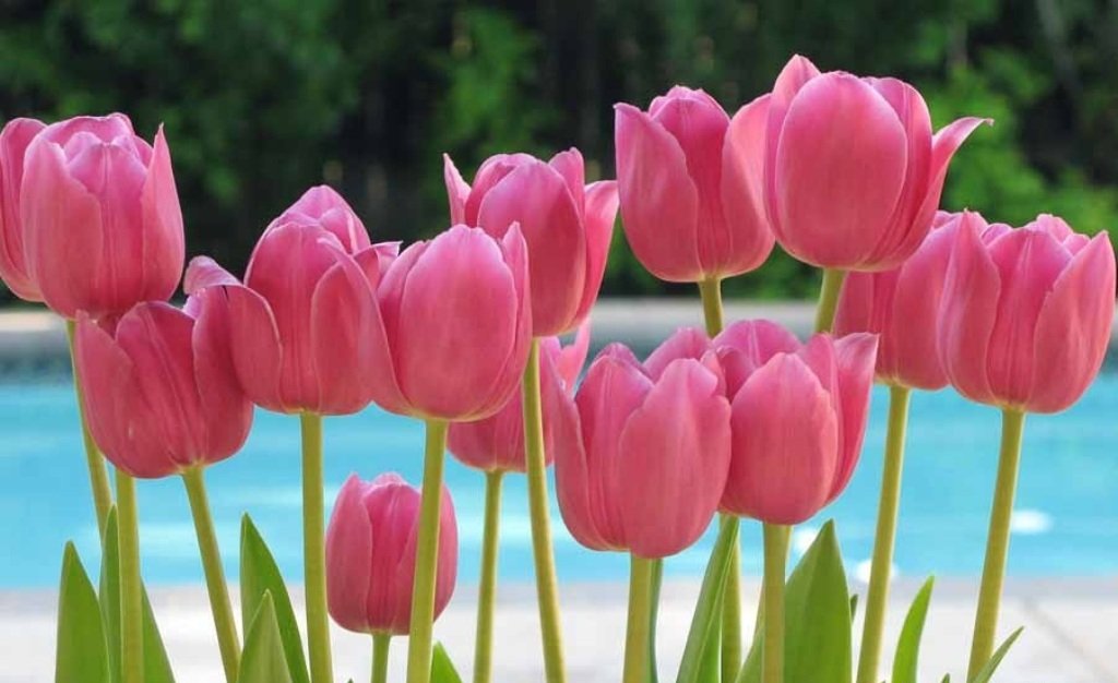 цветущие тюльпаны