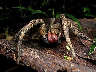 бразильский странствующий паук фото 