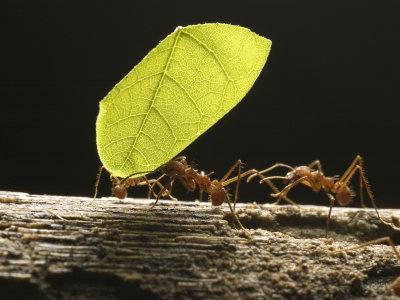 муравей листорез 