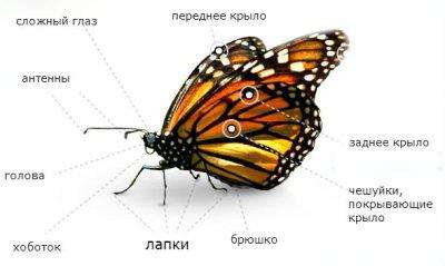 внешнее строение бабочки 