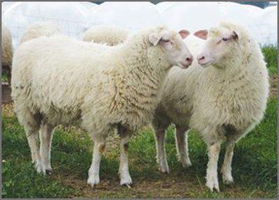 есть ли у овцы рога 