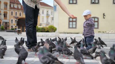 где голуби прячут своих птенцов в городе 