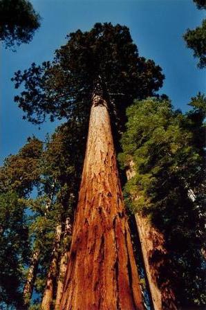 самое большое дерево