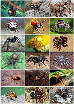 Все виды пауков