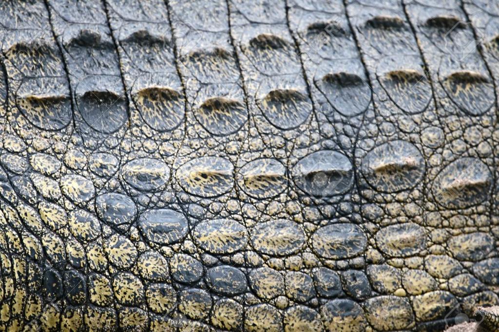 крокодил кожа