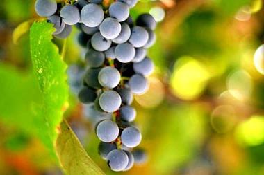 Рецепт домашнего виноградного вина