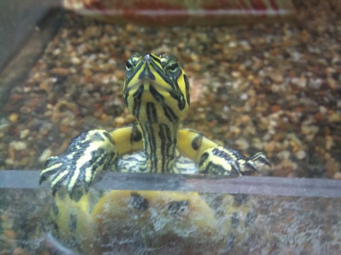 аквариум для красноухих черепах