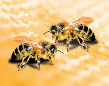 снятся пчелы