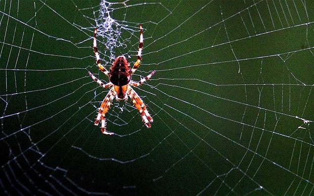 к чему снятся пауки и паутина