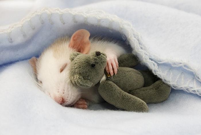видеть во сне много мышей