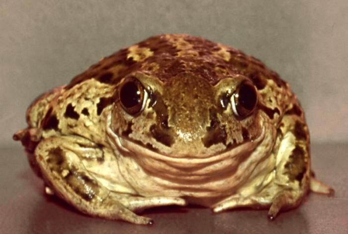 красивая жаба