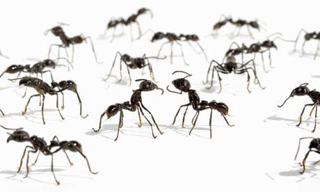 к чему снятся черные муравьи