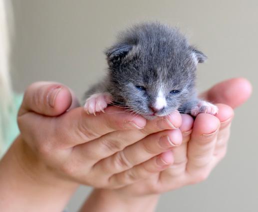 сонник котенок на руках