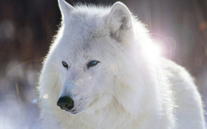 к чему снятся белые волки