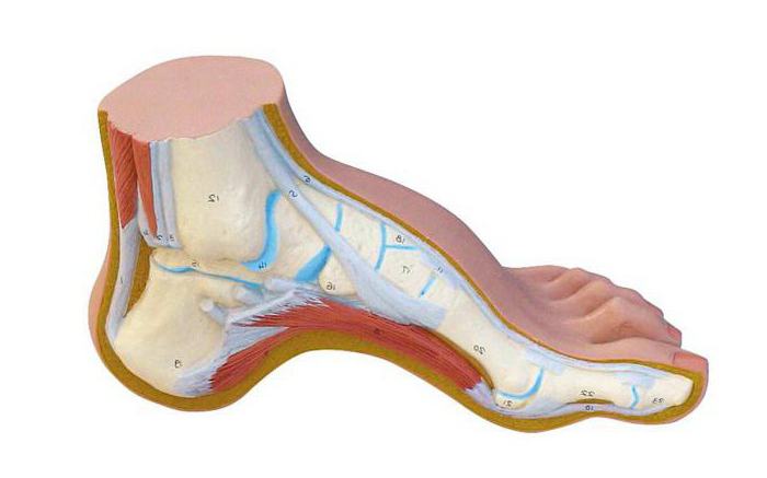 полая стопа 