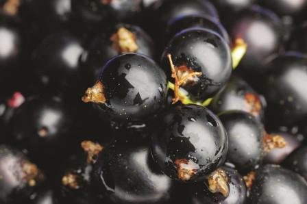как приготовить вино из смородины