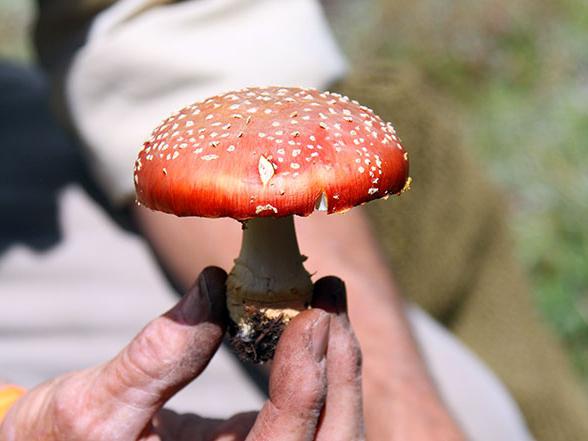 какие симптомы при отравлении грибами