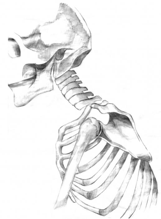 кости тела человека 