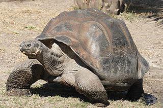 самая крупная черепаха в мире