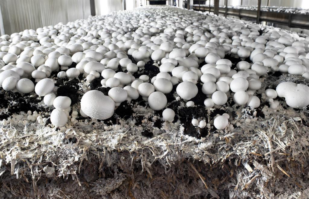 выращивание грибов в теплицах