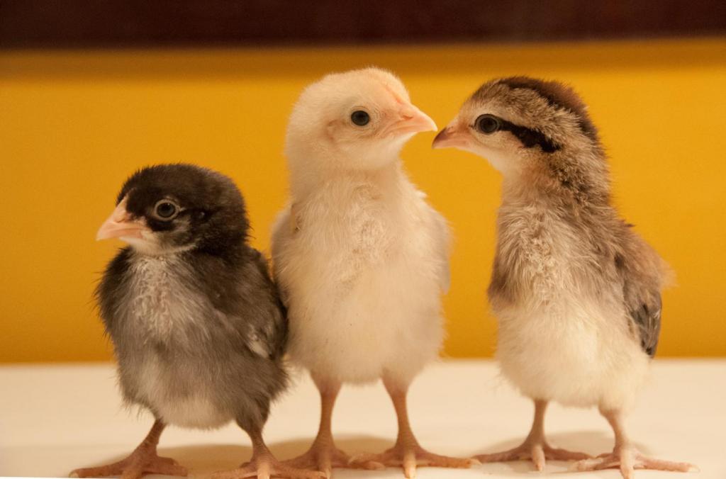 Мода на разноцветных цыплят: почему не стоит их покупать?