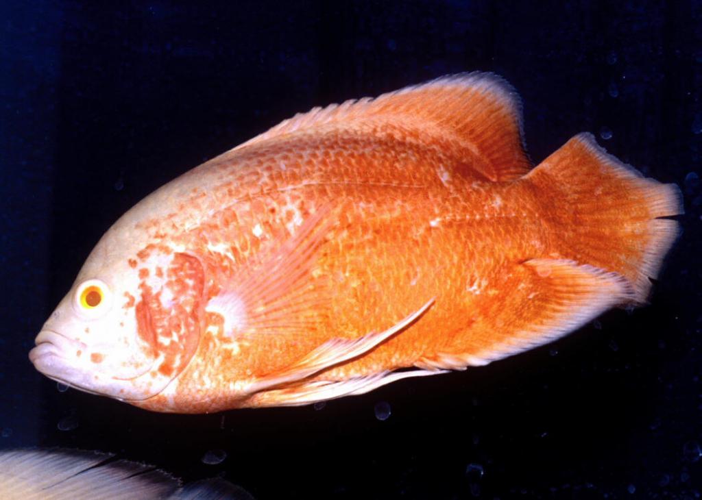 Рыба оскар: описание, содержание и уход, фото