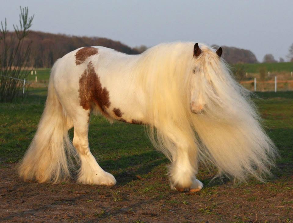 Лошадь с белой гривой