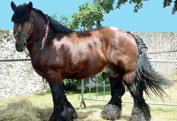 Лошадь с черной гривой