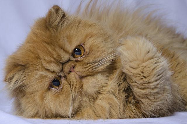 персидская порода кошек характер