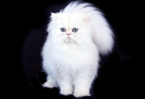 персидская кошка характер и повадки