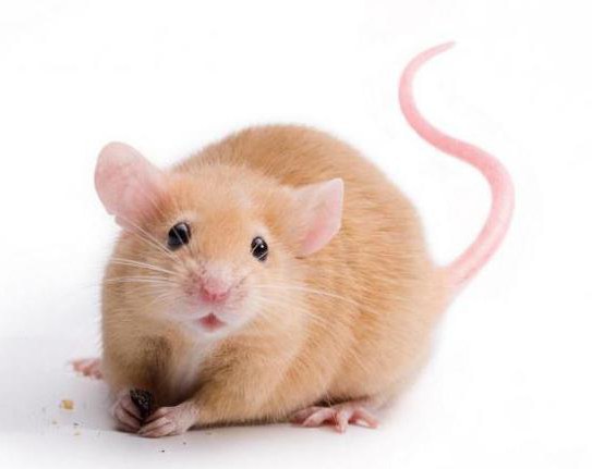 сколько живет крыса в домашних условиях