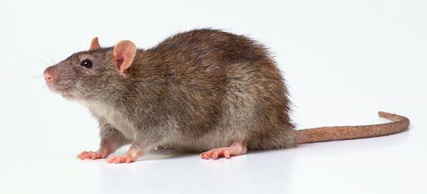  как ухаживать за крысами домашними