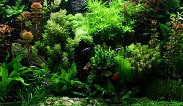 водоросли для аквариума
