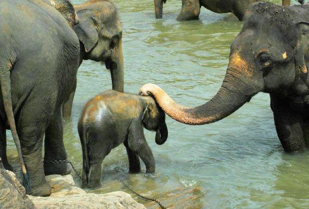 продолжительность жизни слона в природе