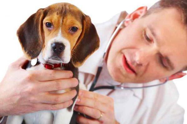 лечение гастрита у собак