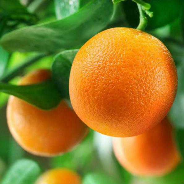 как вырастить красный апельсин из косточки