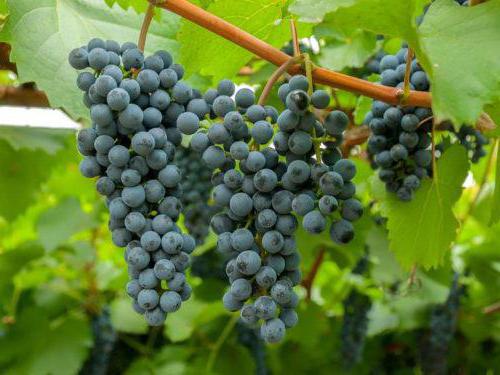 виноград амурский прорыв отзывы