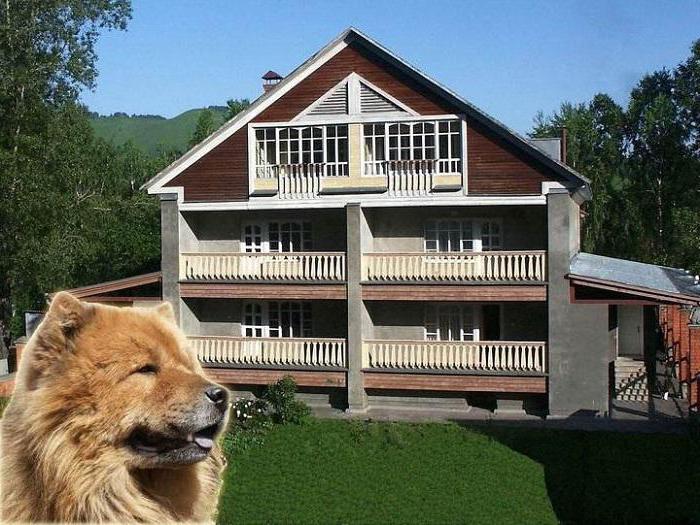  рыжий пес гостиница горно алтайск 