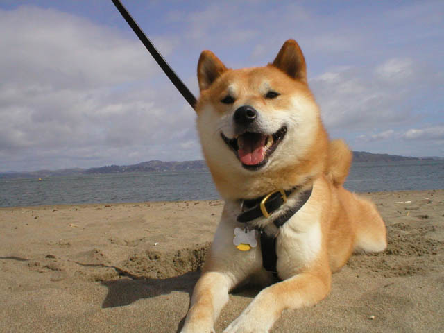 японская улыбающаяся собака
