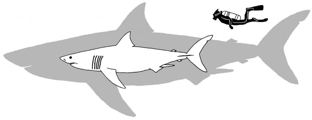 белая акула и мегалодон
