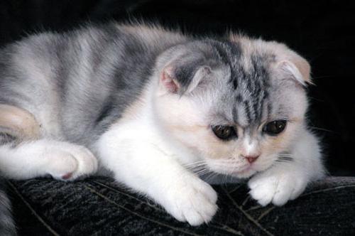 вислоухая шотландская кошка мраморный окрас